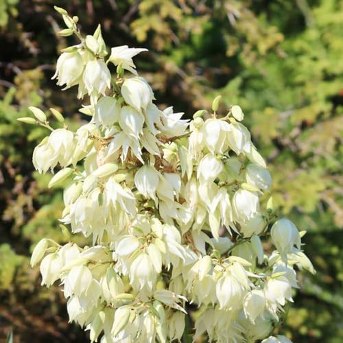 10 pcs yucca palmlilie winterhart samen - bio saatgut, stauden winterhart (Yucca filamentosa) exotische pflanzen, gartensamen mini gewächshaus, nachhaltige geschenke für frauen geschenke