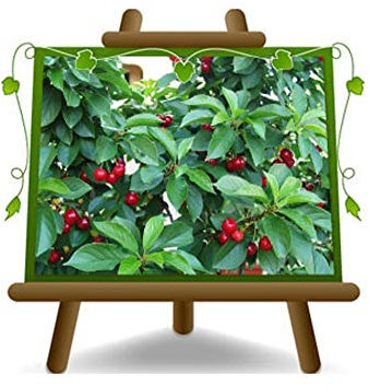 EURO PLANTS VIVAI Ciliegio Nano New Star Pianta Innestata su Portainnesto Gisela 5 Vaso 20 cm - Altezza 150~170 cm Età 2 Anni
