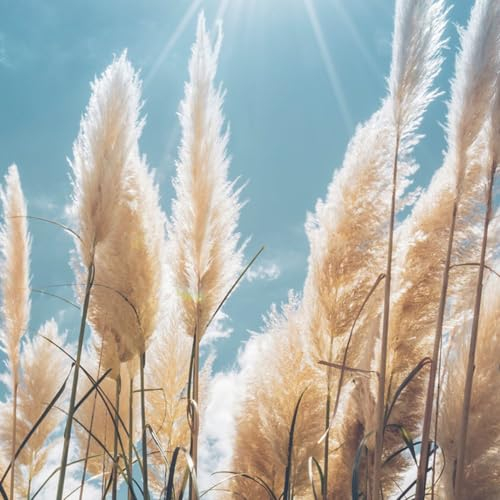 100 pcs pampasgras samen winterhart, gartenpflanzen, stauden winterhart (Cortaderia selloana) gräser winterhart garten pflanzen gartengeschenke, blumen garten ziergräser winterhart,