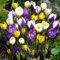 Frühblühende Krokus Mischung - 20 blumenzwiebeln