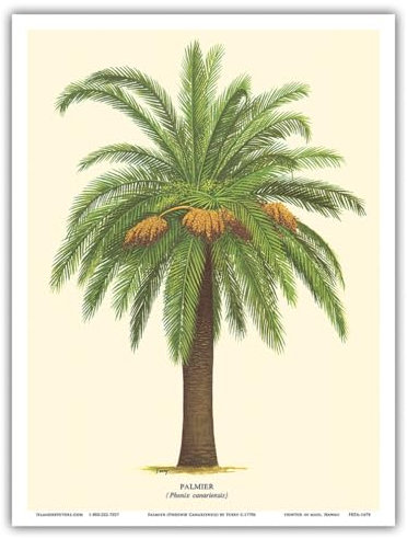 Canary Island Date Palm Tree - Palmier (Phoenix Canariensis) - Vintage Botanical Illustration by Ferry c.1770s - Master Art Print (Unframed) 9in x 12in