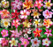 Plumeria Samen Frische Frangipani Samen Seltene Echt Plumeria rubra Mix Samen R11