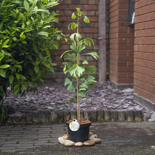 1 x albero Ginkgo Biloba in vaso da 20 cm, grande siepe da esterno 85-95 cm di altezza.