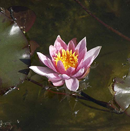 Seerose Froebeli - Nymphaea - Gartenpflanze