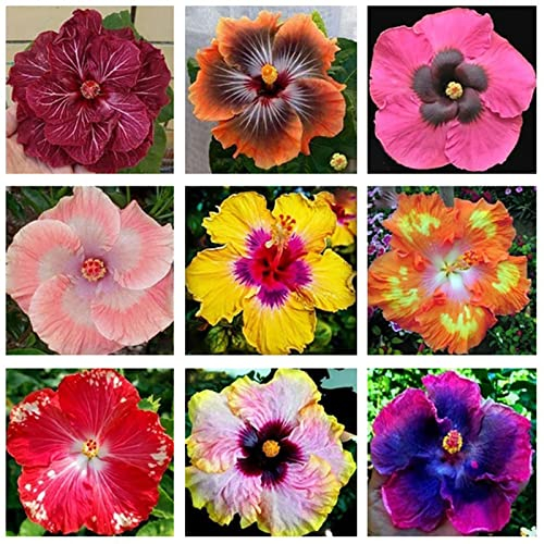 Rotyroya 200 Stück/Beutel Hibiscus Coralline Samen Rustikaler Sonnenschein Bevorzugen blühende, lebendige Hibiscus Coralline Samen für Bonsai-Garten Hibiskus Coralline Samen