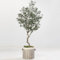 semi di ulivo piante da giardino piante resistenti in vaso semi di bonsai ulivo decorazione del balcone in vaso albero melograno comprare alberi per olivo esotici da balcone - rare - 8pcs