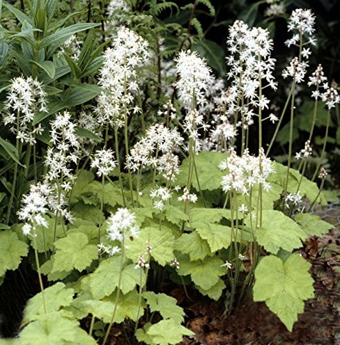 Bodendecker, 5x Schaumblüte