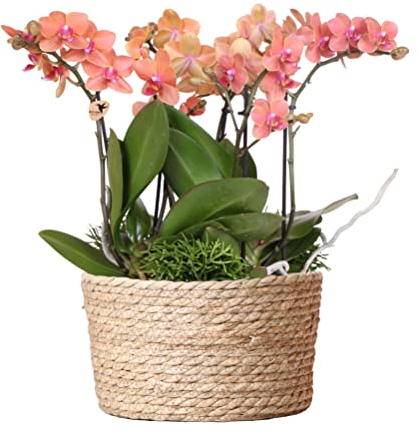 Kolibri Orchids | orangefarbenes Pflanzenset im Schilfkorb inkl. Wassertank | drei orangefarbene Orchideen Bozen 9cm und drei Grünpflanzen Rhipsalis | Dschungelstrauß orange mit autarkem Wassertank