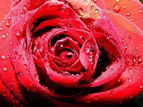 Partylandia Shop CIALDA SAN VALENTINO IN OSTIA PER TORTE ROSA ROSSA DECORAZIONI TORTA