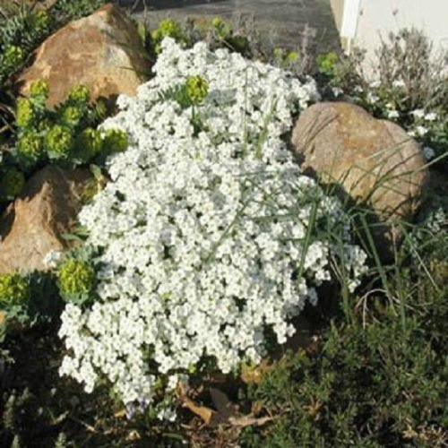 Semillas de tomillo rastrero o Blue Rock semillas de berro - Semillas de flores perenne cubierta de tierra de jardín decoración de flores 40pcs T11 Blanca Tomillo