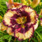 Taglilien Zwiebeln-Winterhart MehrjäHrig,Taglilien Pflanzen,Hemerocallis Pflanzen,Taglilien Rhizome,Einfach Zu Pflanzen-8zwiebeln-d