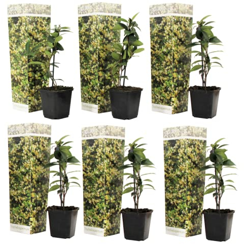 Plant in a Box - Trachelospermum jasminoides - Set de 6 - Jasmin plante etoile grimpant - Fleurs jaune - Pot 9cm - Hauteur 25-40cm