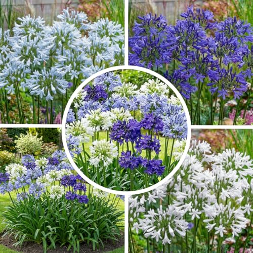 FLORIUM - Agapanthus africanus Duo Kollektion 4 Pflanzen, Blau-Weiß Mehrjährig mischung von 2 Sorten/Farben, große Winterharte Stauden aus Holland, Blumen für Garten (kein Samen, nicht künstlich)