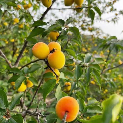 Semillas de ciruela - semillas de árboles frutales en espaldera Ciruelo resistente plantas resistentes para el jardín plantas resistentes para el jardín macetas con semillas de frutas 40pcs
