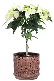 Pianta di Stella di Natale o Poinsettia o Princettia o Winter Rose pianta ornamentale da interno pianta natalizia vera in vaso venduta da eGarden.store (Poinsettia Bianca Alberello v.15 cm Deco)