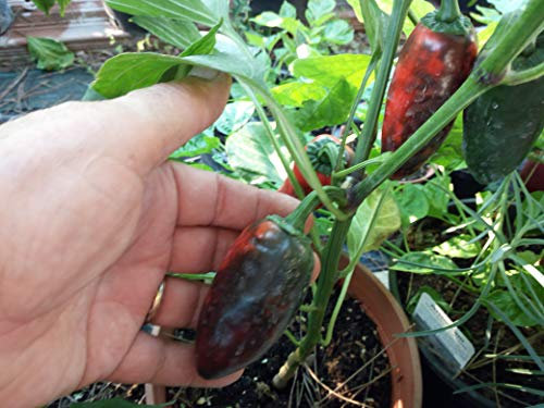 SEMI PEPERONCINO JALAPENO CONCHOS+ GUIDA COLTIVAZIONE