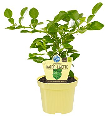 Bio zitronige Kaffir-Limette, (Citrus hystrix), Kräuter Pflanzen aus nachhaltigem Anbau (1 Pflanze, je im 12cm Topf)