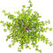 OrgMemory Artificial Berry, 20Pcs, Fake Burgundy Berry, 12 Each, Artificial Berries Stems for Xmas Tree Wreath Decorations Home Decor (green)