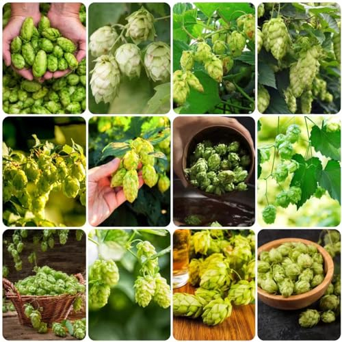 300 pcs hopfen samen mehrjährig winterhart - balkonblumen dachbegrünung samen wildflower summer hopfenpflanzen bienenweide saatgut bienenfreund blumen saatgut garten pflanzen winterharte