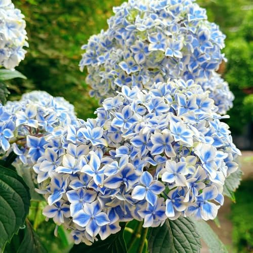 Semi di ortensia resistenti - giardino perenni,selvatici all'inverno, 250pcs