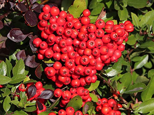 Pyracantha coccinea Agazzino Bonsai semi del fiore bianco bacche rosse (10)