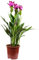 Kurkuma - echte Zimmerpflanze, Curcuma - Höhe ca. 60 cm, Topf-Ø 17 cm