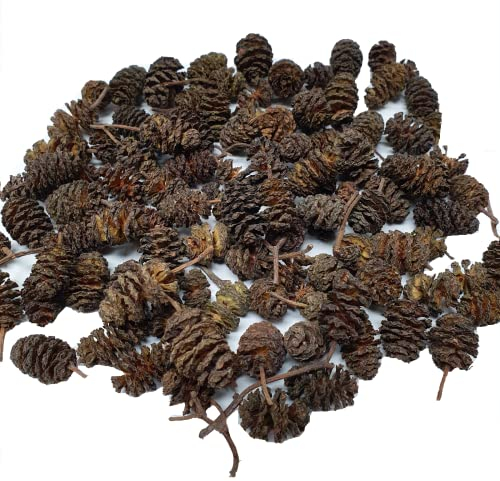 Schmitt Aquaristik Erlenzapfen 40g (ca. 100 Stück) / Schwarzerle, Alnus glutinosa, Ernte Spätherbst 2021