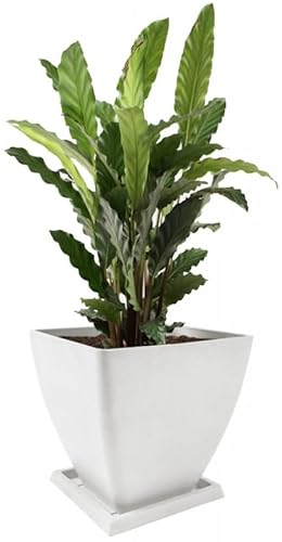 KOTARBAU® Maceta de Materiales reciclados 30x30 cm, Maceteros reciclados, Macetero Grande, Macetero Cuadrado, Macetero Blanca, Maceta con Plato ecológica, Tiesto para Plantas para Exteriores