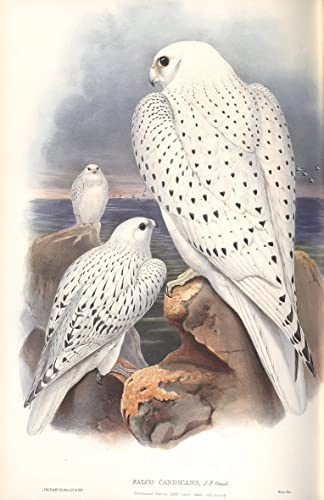 PTLYE Painting Reproduktion Leinwand Wandbild Leinwand Poster Tierische Vogelillustration von falco candicans von john gould für Zuhause 60x90cm