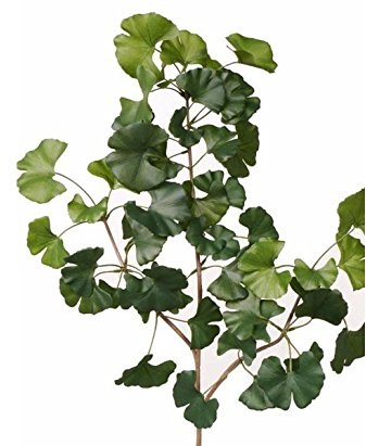kunstpflanzen-discount.com Künstlicher Ginkgo Baumzweig Ginkgozweig 70cm in B1 schwer entflammbar - Kunstzweig mit naturgetreuen Ginkgoblättern