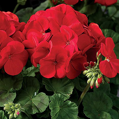Park Seed Geranium Flowering Plant Seeds, Maverick Scarlet Variety with Large Dark Red-Orange Blooms, Heat and Humidity Tolerant Annual, Pack of 10