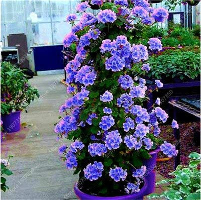 Fresh 100 piezas de semillas de geranio trepador para plantar azul:Seeds Only