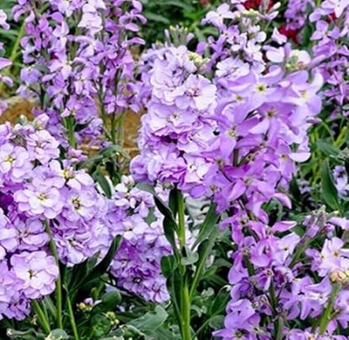 Giroflée quarantaine violet - Matthiola incana