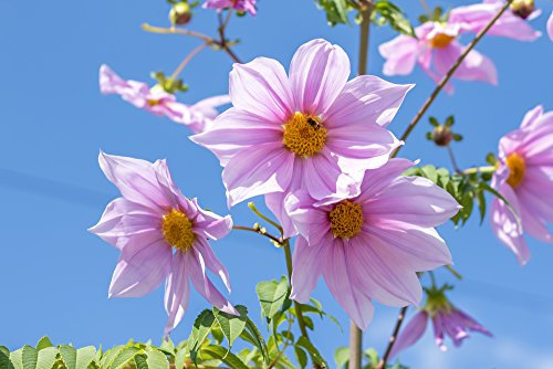 Dahlia imperialis - Baumdahlie - gut gewachsene Wurzelknolle der Riesendahlie - erreicht eine Höhe von ca. 5 Meter - eine sehr schöne Dahlie für den Garten