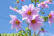 Dahlia imperialis - Baumdahlie - gut gewachsene Wurzelknolle der Riesendahlie - erreicht eine Höhe von ca. 5 Meter - eine sehr schöne Dahlie für den Garten