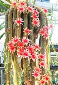 Genipap 50 semillas de cactus cola de mono verde.