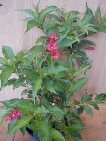 Weigelie Weigela Red Prince 60-100 cm hoch im 5 Liter Pflanzcontainer