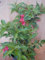 Weigelie Weigela Red Prince 60-100 cm hoch im 5 Liter Pflanzcontainer