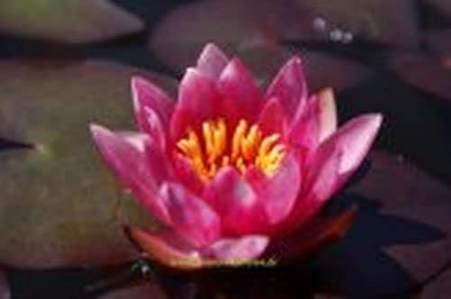 1 Seerose, Farbwahl möglich + Pflanzkorb 30x30x25 cm, Seerosen aus deutsche Anzucht