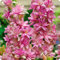 Tuberose zwiebeln,winterharte,tuberose zwiebel Winterhart MehrjäHrig,Staude TOP SORTE,Tuberose Zwiebel,Tuberose pflanze winterharte Blumenzwiebel,tuberose bulb,tuberose pflanze.-4zwiebeln-E