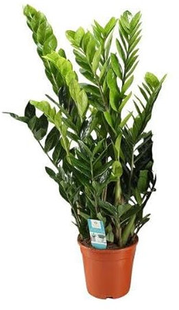 Glücksfeder - Zamioculcas Zamiifolia - Zimmerpflanze - Ø21cm - 95cm