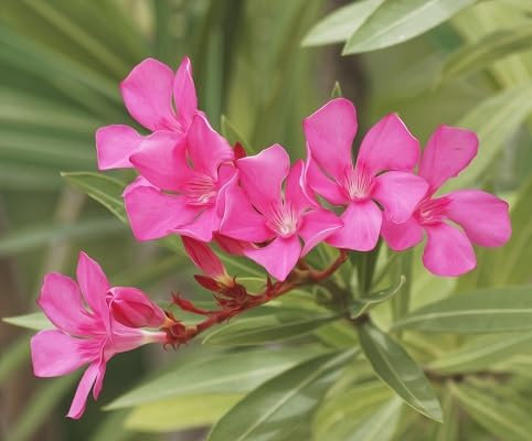 Semillas de flor de adelfa rosadas, 100 unidades