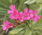 Semillas de flor de adelfa rosadas, 100 unidades