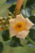 Campsis radicans 'Golden Trumpet' 60-100 cm - Trompetenblume, goldgelbe Blüten, Blütezeit Juli-September, ideal für Klettergerüste, bienenfreundlich, winterhart