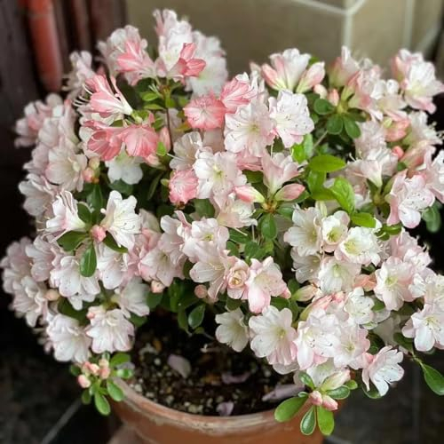 30 pcs azalee winterhart balkon samen, balkonpflanzen frühling, blumengeschenk rhododendron samen - Rhododendron simsii - blumen für balkon, bio saatgut schnittblumen samen, zimmerpflanzen