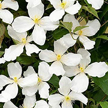 Potseed . 100 PCS Mehrfarbige Clematis Echt Seltener Clematis Pflanze Gartenpflanze Natur Wachstum Home Garten: 9
