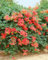 Campsis radicans 'Grandiflora' 80-100 cm - Trompetenblume, orange Blüten, Blütezeit Juli-September, ideal für Fassadenbegrünung, bienenfreundlich, winterhart