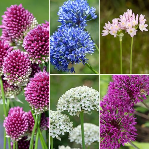 mgc24 Allium Mischung bunter Zierlauch Mix - 200 Blumenzwiebeln | zur Bepflanzung oder Verwilderung von Blumenbeet, Blumenkübel, Blumentopf, Vorgarten, Balkonkasten