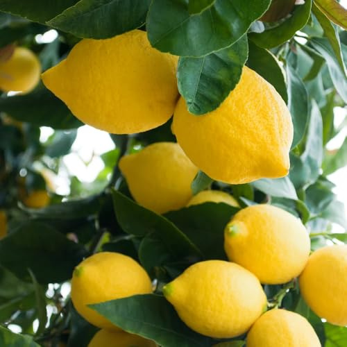 PIANTA DI LIMONE 4 STAGIONI/LUNARIO/RIFIORENTE in fitocella età 2/3 anni