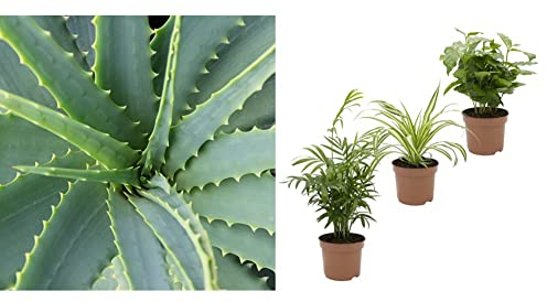 Dominik Blumen und Pflanzen &, Indoor-Trio - Kaffee-Pflanze Coffea arabica, Grünlilie Chlorophytum comosum und Zimmerpalme Chamaedorea, Zimmerpflanzen, Kübelpflanzen